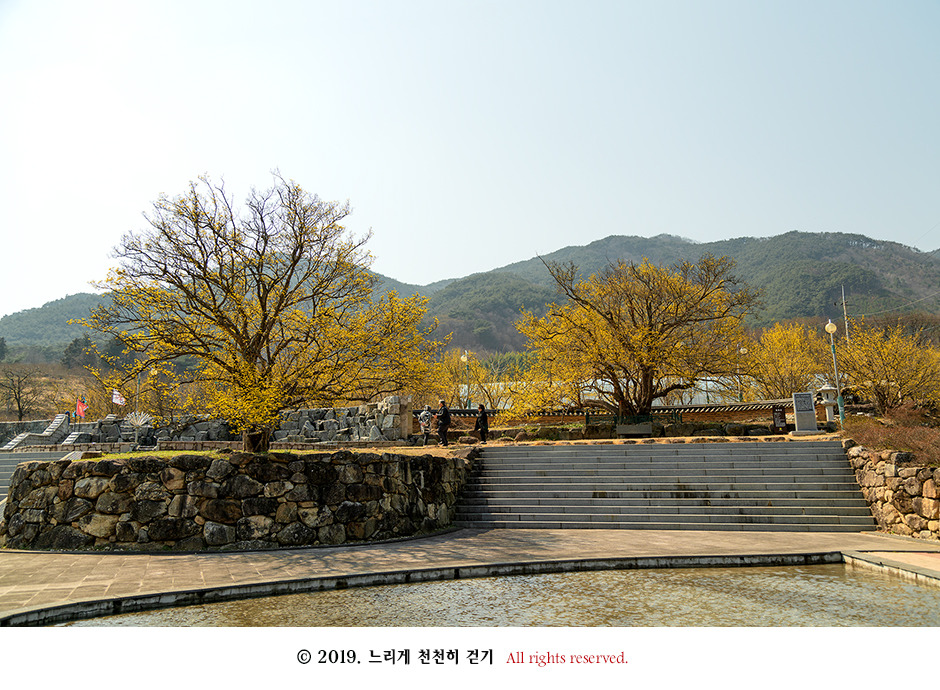 구례 현천마을의 노란 봄빛과 천년의 나무 계척마을 산수유시목지