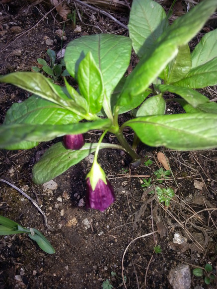 우리집 주변에 요즘피는꽃