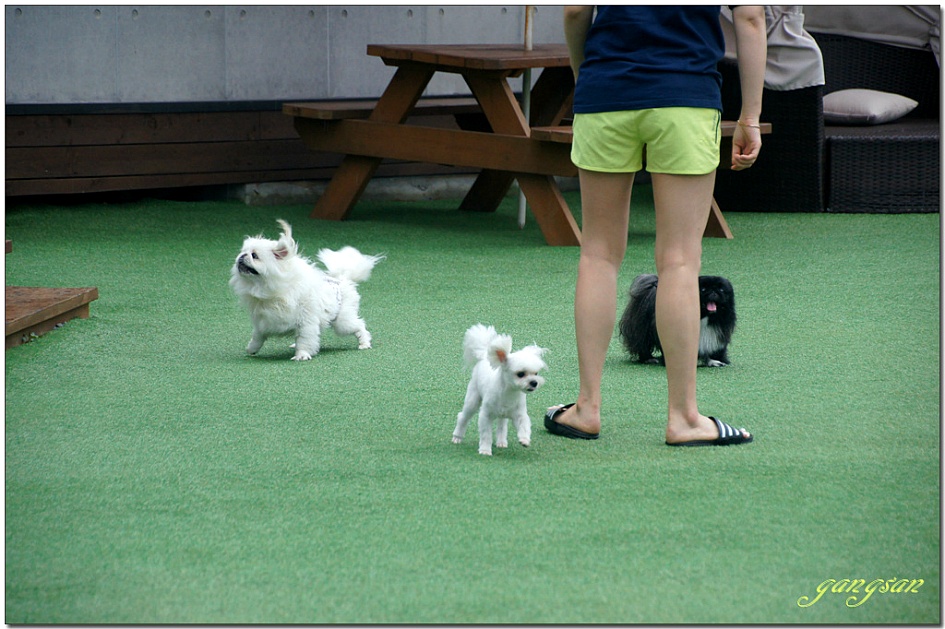 늦여름 애견펜션 개리비안베이에서 1박2일
