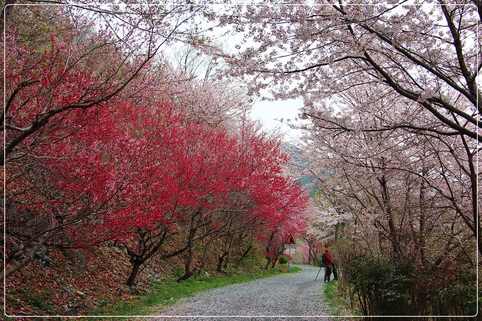 진해 드림로드/