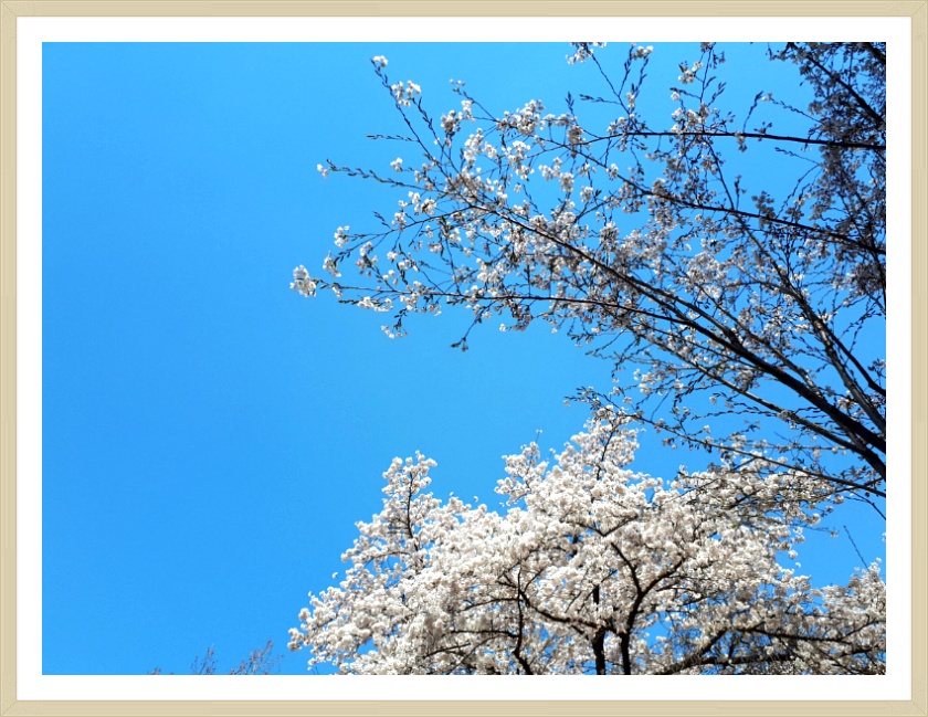 April Fool's Day 만우절 날 벗꽃천국 앞산공원 시인의 길을 걷다~~**