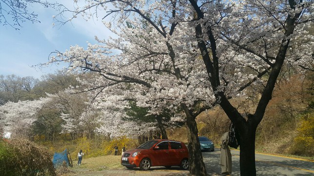 2019 청주벚꽃 즐기기(4/4~)