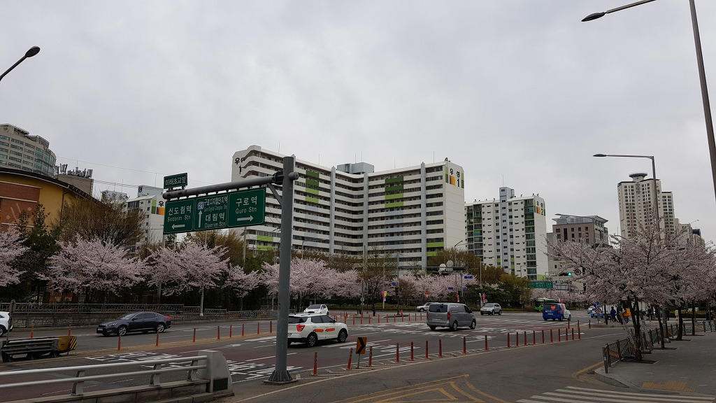 벚꽃이 한창이네!