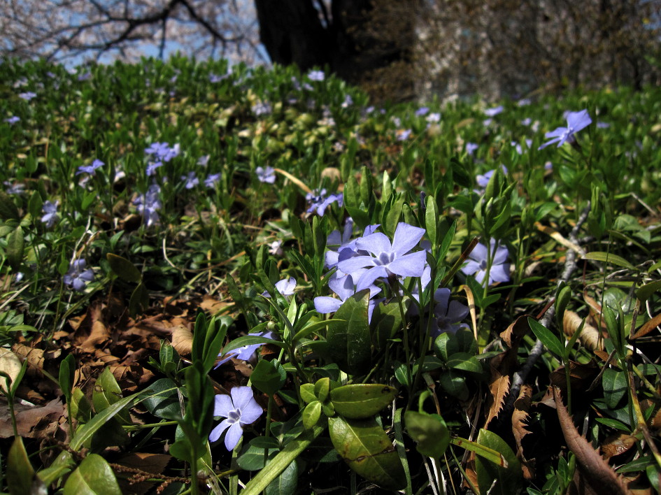 빈카마이너, 수호초