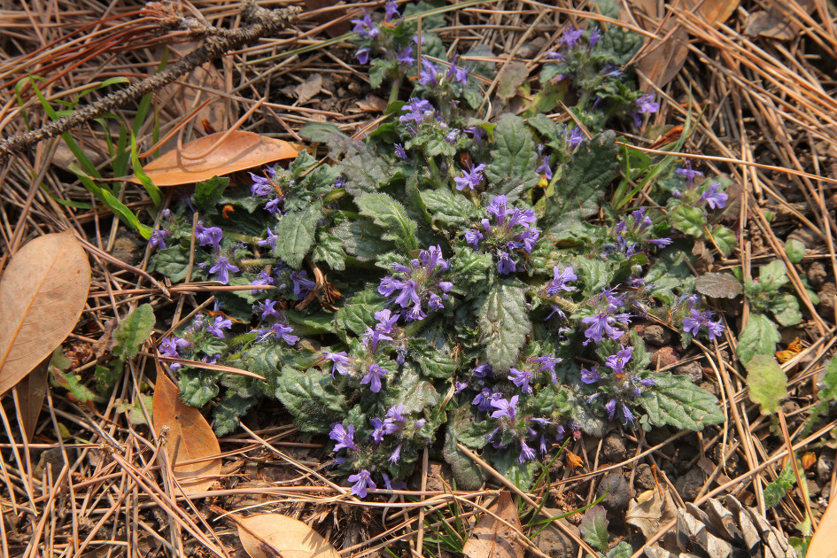 [제주야생화 31] 금창초 - 대단한 군락이 환호를 지르게 한다.