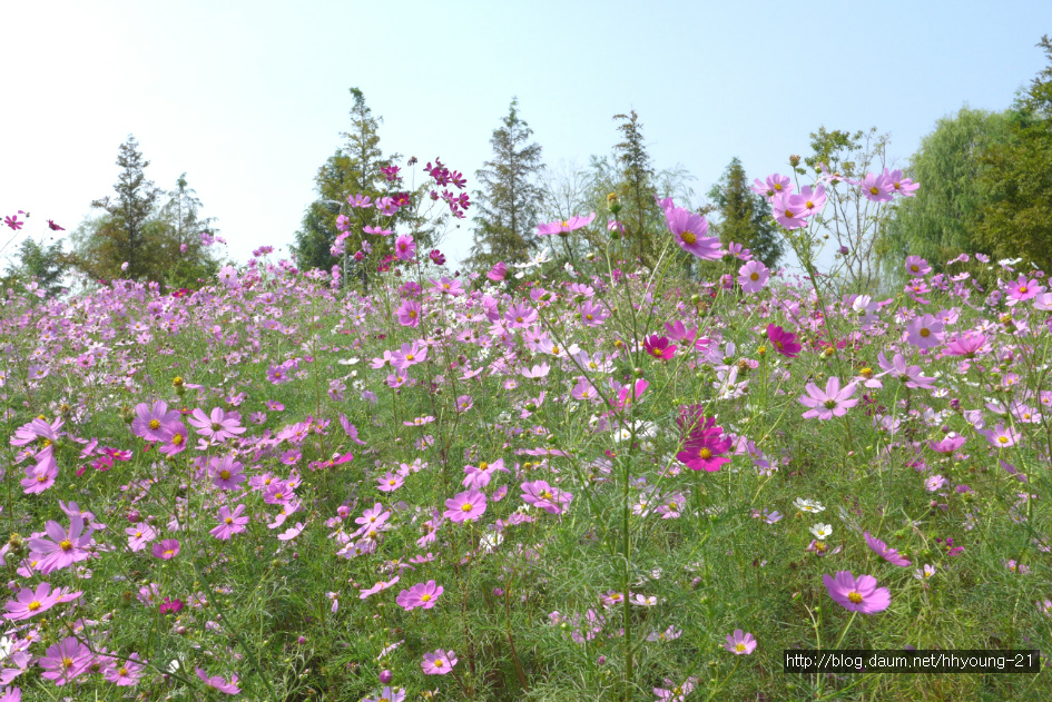 부산 화명생태공원에서 가을의 전령 "코스모스"와 함께...