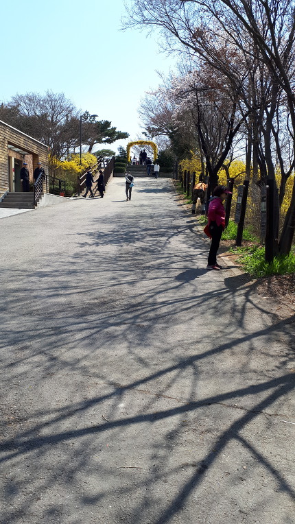 응봉산 개나리축제 한마당