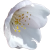 석촌 벗꽃 축제