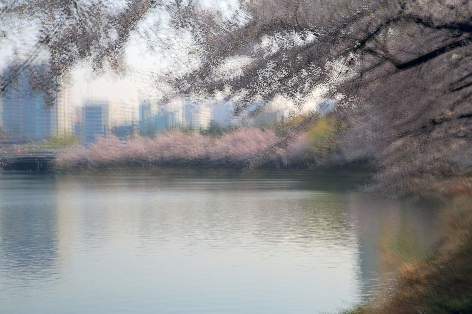 석촌호수의 봄날