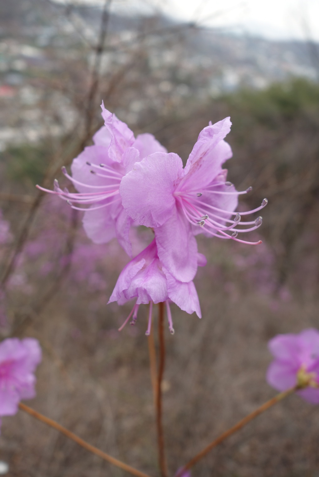 북악산과 북한산 연계 산행(2019.4. 6(토))