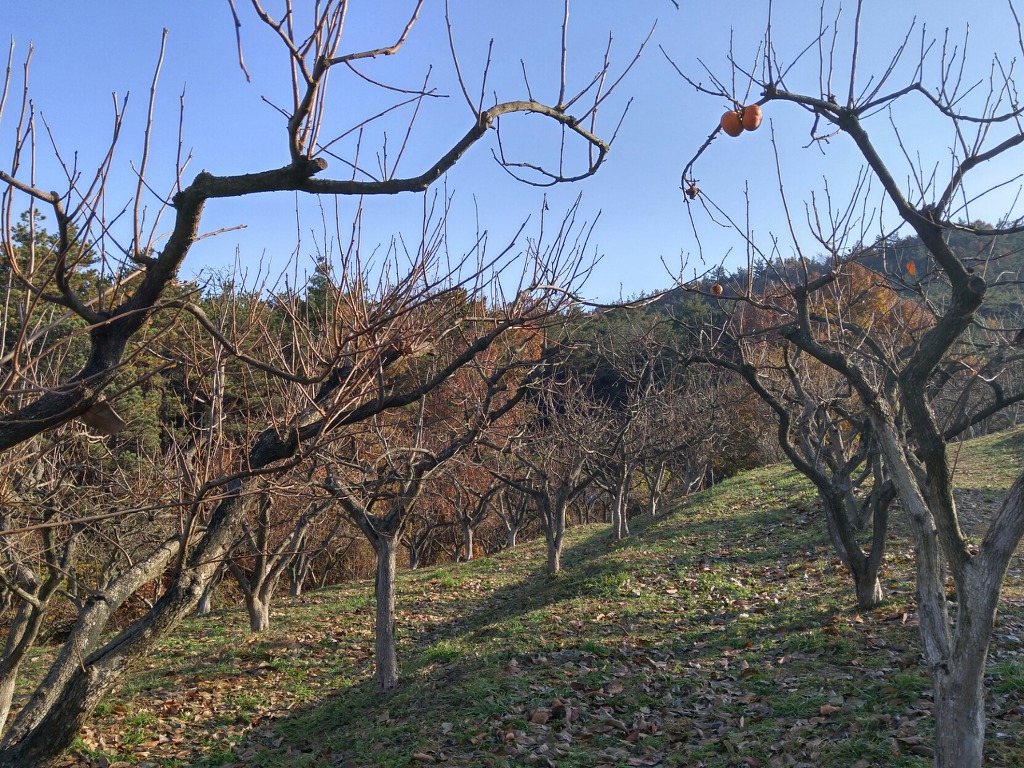 겨울을 기다리는 산기슭 농원