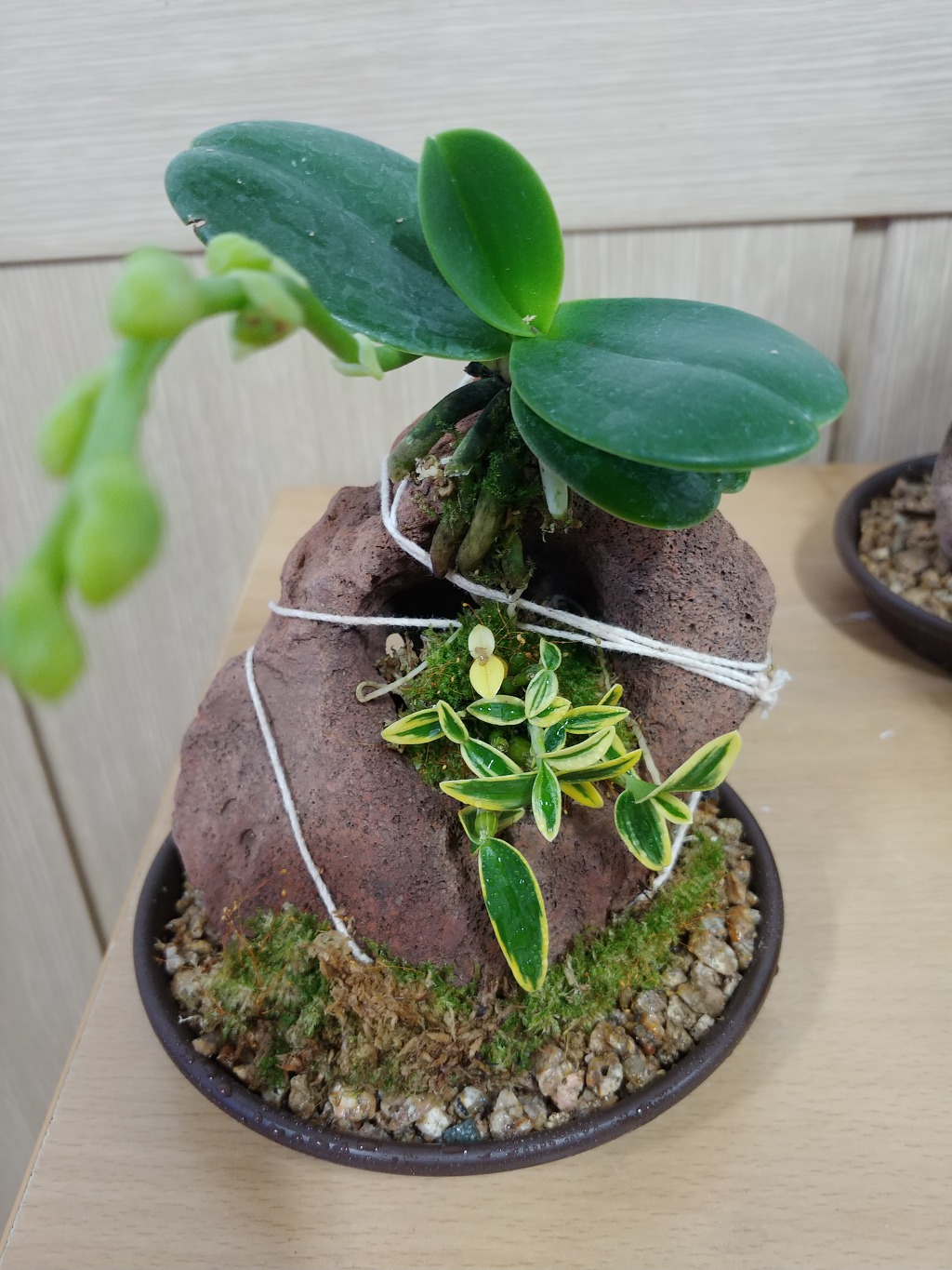 석부작에 도전