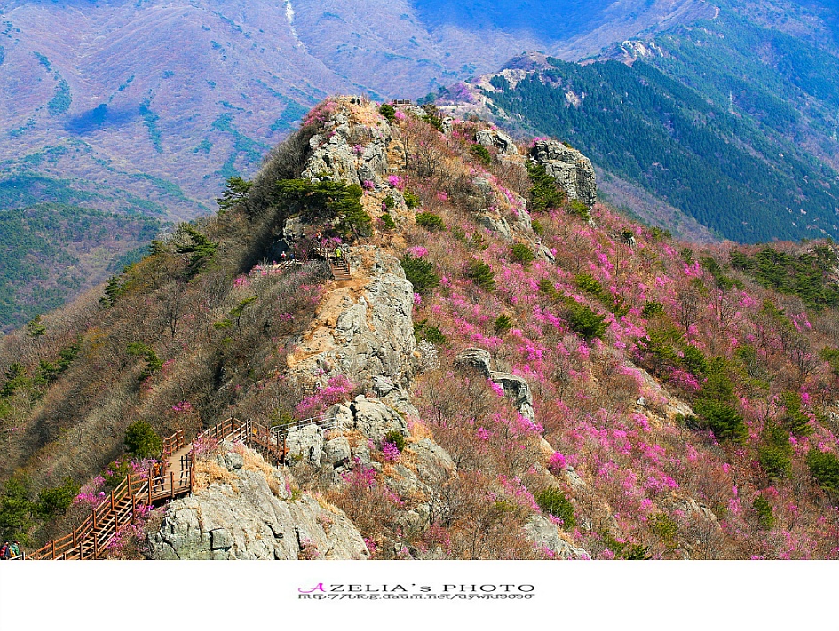 경남 진해 산행(1부)/장복산(덕주봉)&산벚꽃.진달래 핀 멋진 능선길을 따라서 .. 【19년3월31일】 