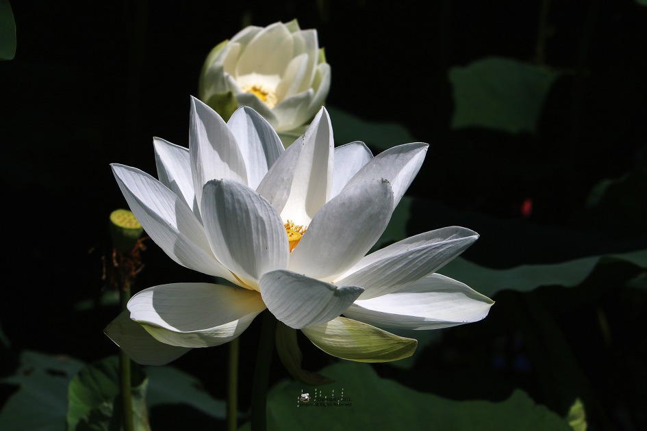 김제 가볼만한 곳. 김제 하소백련축제 미리 다녀왔어요.