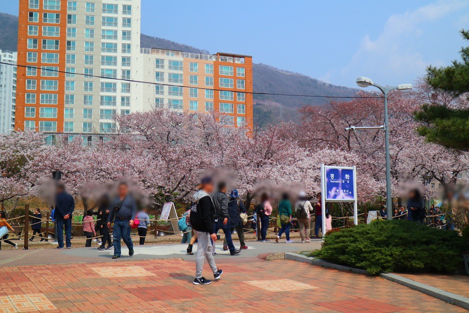 진해벚꽃명소인 경화역