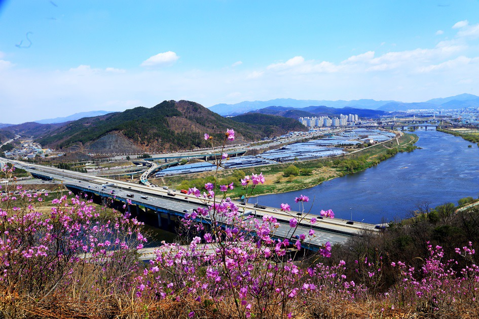 대구 와룡산 진달래