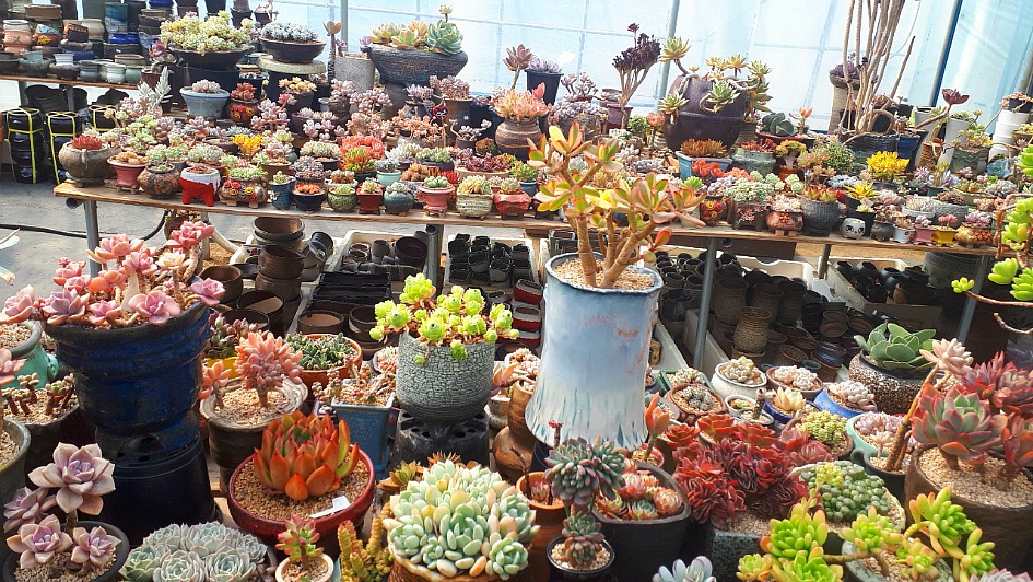 삼익꽃 화원을 다녀오다