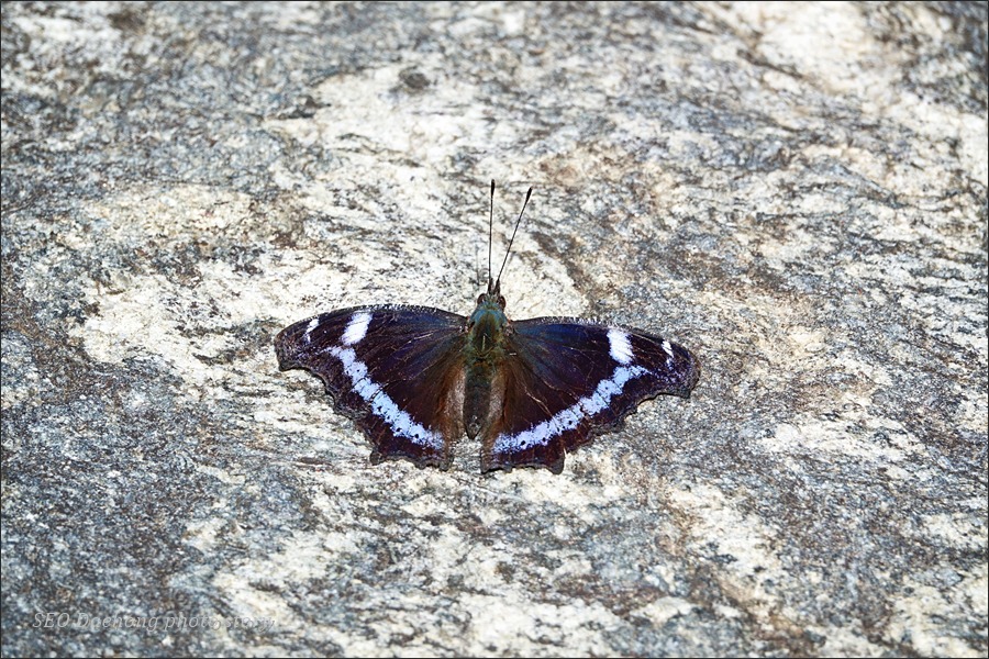 2019년 두 번째 나비... 청띠신선나비~!