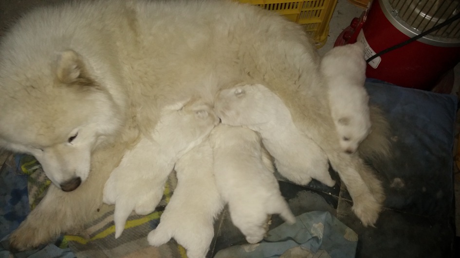 행복이 와 애기들