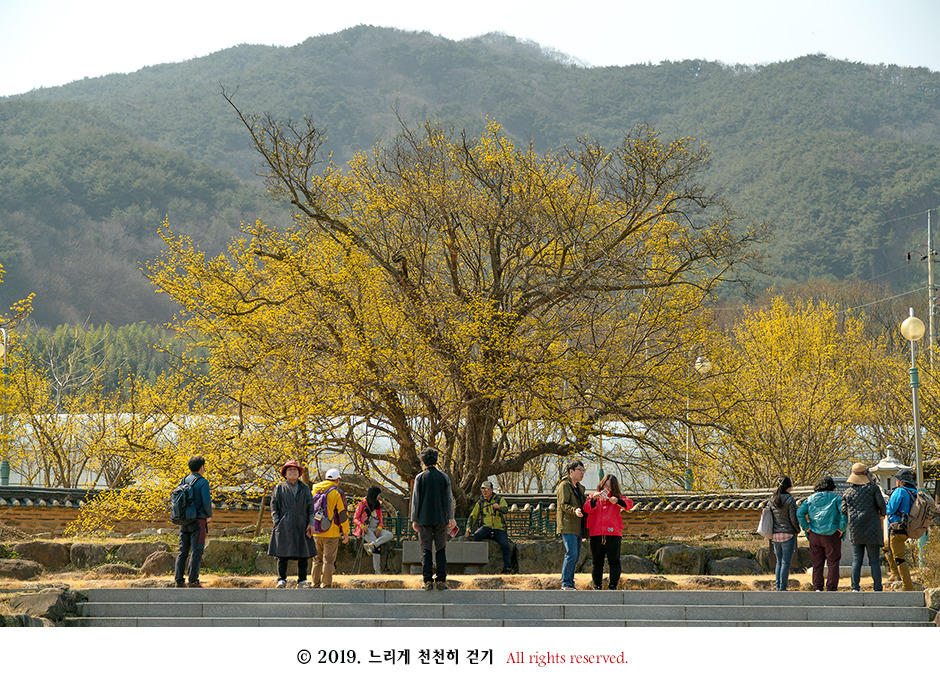 구례 현천마을의 노란 봄빛과 천년의 나무 계척마을 산수유시목지