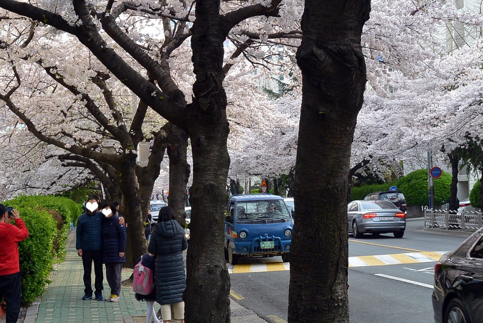 남천동 광안리 벗꽃터널