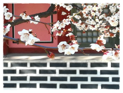 매화가 필 때면