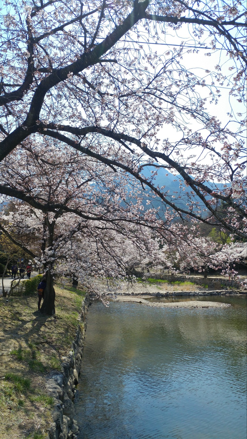 금오산 벚꽃축제