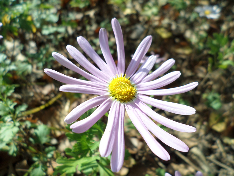 신박사가 개발한 2017년도 신품종 부인병에 좋은 구절초 3종류,꽃,효능,술,차,최초공개. 붉은 입술 / 신박사.