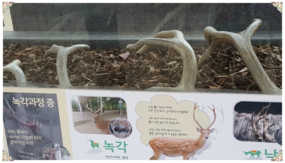 봄 나들이 다녀오다..[응봉산과 서울숲]